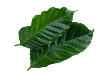 Beyaz arka planda taze kahve yaprakları.