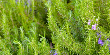 Biberiye, bahçede taze bitki.