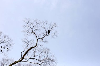 Japonya 'nın Kyoto şehrindeki Yasaka türbesindeki ağaçta Japon kargalar.