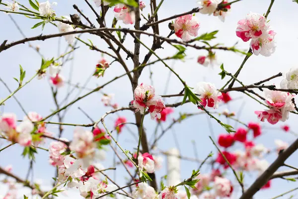 Sakura çiçeklerinin dalları, kiraz çiçekleri.