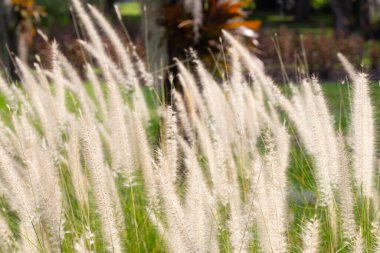 Çeşme otu veya pennisetum alopecuroides