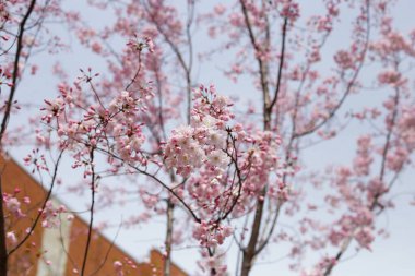 Sakura çiçeklerinin dalları, kiraz çiçekleri.