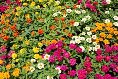 Bahçedeki zinnia çiçeği