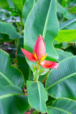 Yeşil yapraklı güzel muz çiçeği