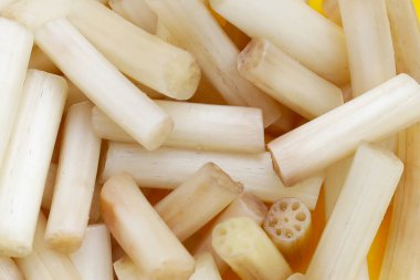 Sarı zemin üzerinde taze nilüfer kökü.