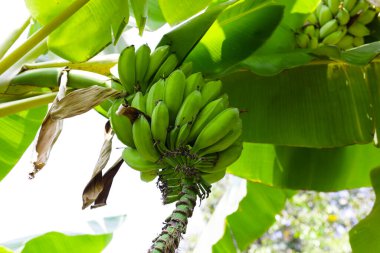 Muz ağacından sarkan taze yeşil muzlar.