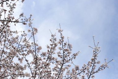 Sakura çiçeklerinin dalları, kiraz çiçekleri.