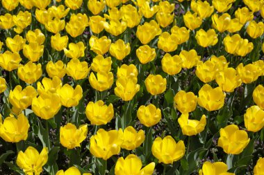 Güzel lale çiçeği bahçesi. Japonya, Osaka 'daki Expo 70 Anma Parkı.