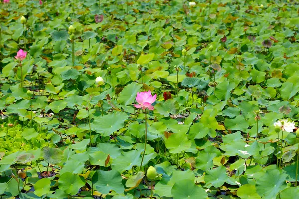 Gölette yeşil yapraklarla açan pembe nilüfer çiçeği. Lotus Gölü, güzel doğa arka planı.