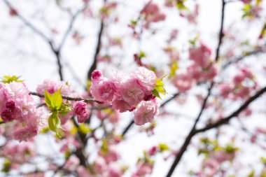 Sakura çiçeklerinin dalları, kiraz çiçekleri.
