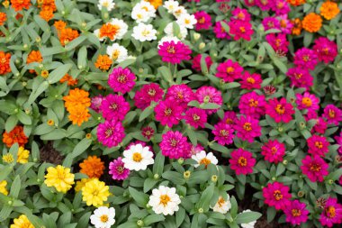 Bahçedeki zinnia çiçeği