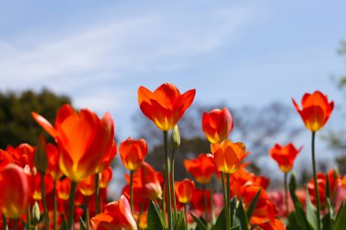 Güzel lale çiçeği bahçesi. Japonya, Osaka 'daki Expo 70 Anma Parkı.