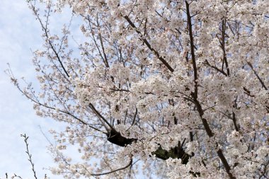 Sakura çiçeklerinin dalları, kiraz çiçekleri.