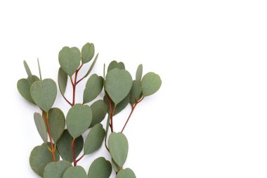 Beyaz arka planda okaliptüs yaprakları. Yeşil yaprak dalları.