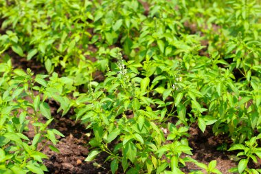 Kıllı fesleğenin taze yeşil yaprakları