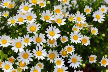 Güzel beyaz papatya. Çiçek arkaplanı