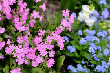 Sessiz pendula Pembe çiçek bahçede