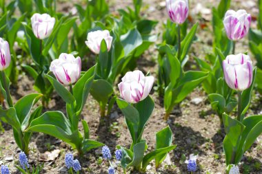 Güzel lale çiçeği bahçesi. Japonya, Osaka 'daki Expo 70 Anma Parkı.