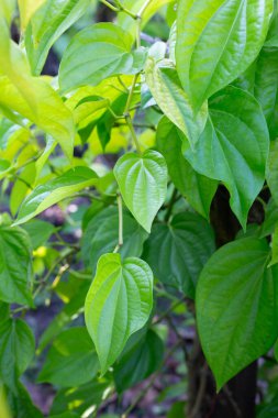 Bahçede yeşil betel yaprakları