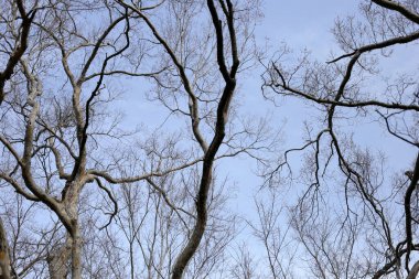 Mavi gökyüzü ile kuru ağaç