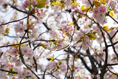 Sakura çiçeklerinin dalları, kiraz çiçekleri.