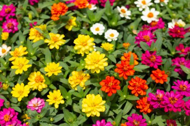 Bahçedeki zinnia çiçeği