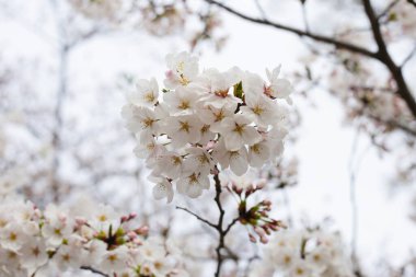 Sakura çiçeklerinin dalları, kiraz çiçekleri.