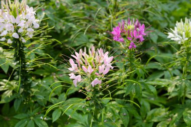 Parktaki Cleome Spinosa çiçeği
