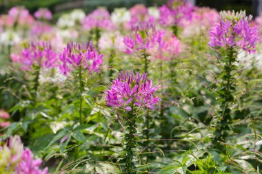 Parktaki Cleome Spinosa çiçeği