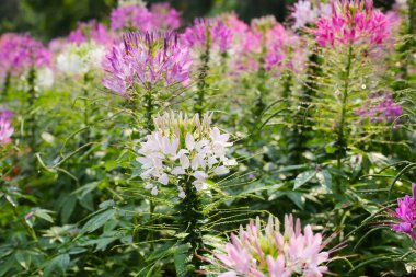 Parktaki Cleome Spinosa çiçeği
