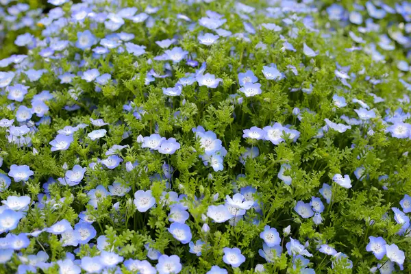 Nemophila Çiçeği, The Expo 70 Anma Parkı, Osaka, Japonya