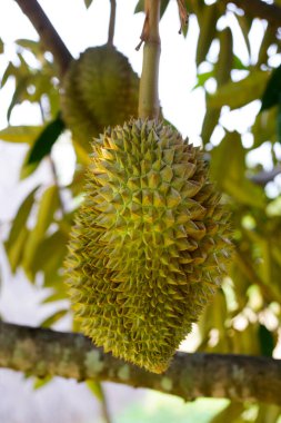 Durian meyvesi ağaçta, Tayland duri meyve bahçesi