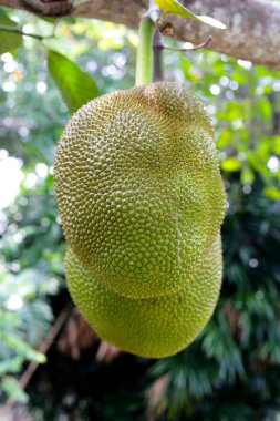 nefesi bahçedeki ağaç üzerinde