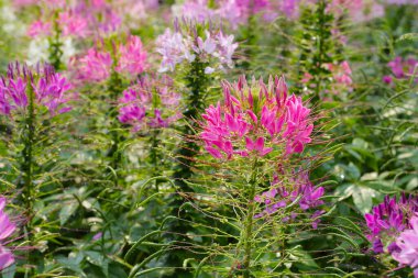 Parktaki Cleome Spinosa çiçeği