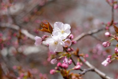 Sakura çiçeklerinin dalları, kiraz çiçekleri.