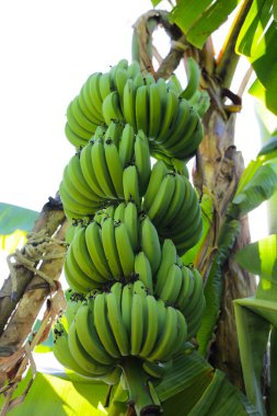 Ağaçta bir demet yeşil muz