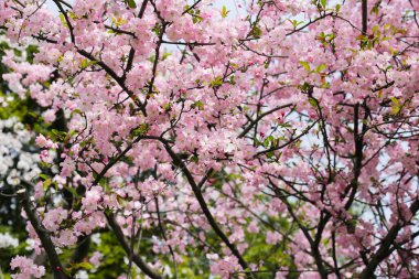 Sakura çiçeklerinin dalları, kiraz çiçekleri.