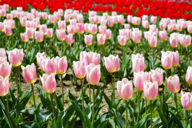 Güzel lale çiçeği bahçesi. Japonya, Osaka 'daki Expo 70 Anma Parkı.