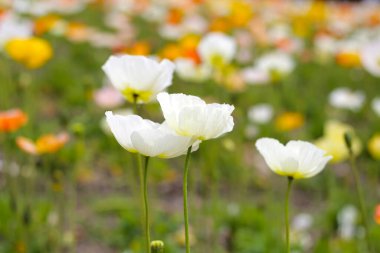 Güzel gelincik bahçesi. Japonya, Osaka 'daki Expo 70 Anma Parkı.