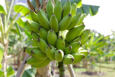 Muz ağacından sarkan taze yeşil muzlar.