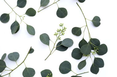 Beyaz arka planda okaliptüs yaprakları. Yeşil yaprak dalları.