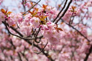 Sakura çiçeklerinin dalları, kiraz çiçekleri.