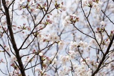 Sakura çiçeklerinin dalları, kiraz çiçekleri.