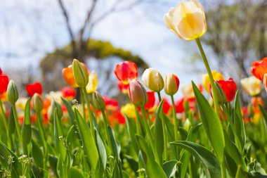 Güzel lale çiçeği bahçesi. Japonya, Osaka 'daki Expo 70 Anma Parkı.