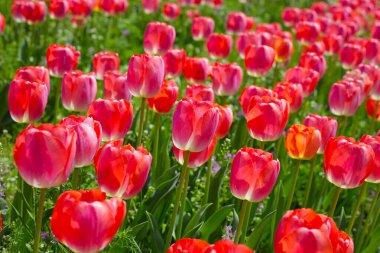 Güzel lale çiçeği bahçesi. Japonya, Osaka 'daki Expo 70 Anma Parkı.