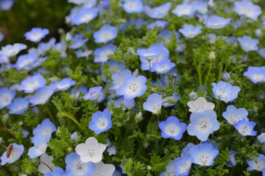 Nemophila Çiçeği, The Expo 70 Anma Parkı, Osaka, Japonya