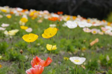 Güzel gelincik bahçesi. Japonya, Osaka 'daki Expo 70 Anma Parkı.