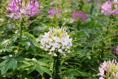 Parktaki Cleome Spinosa çiçeği