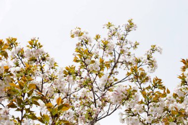 Sakura çiçeklerinin dalları, kiraz çiçekleri.