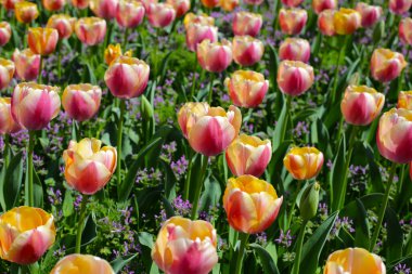 Güzel lale çiçeği bahçesi. Japonya, Osaka 'daki Expo 70 Anma Parkı.